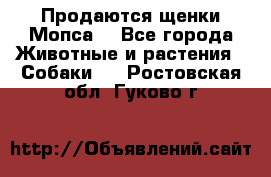 Продаются щенки Мопса. - Все города Животные и растения » Собаки   . Ростовская обл.,Гуково г.